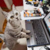 catsbigworld